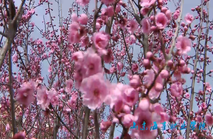 校園風(fēng)光片《花好花開(kāi)春滿園》